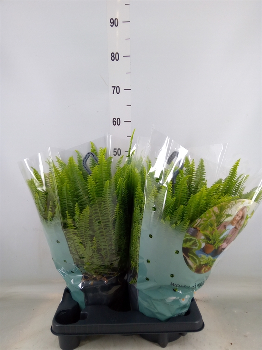 <h4>Nephrolepis exal. 'Green Lady'</h4>