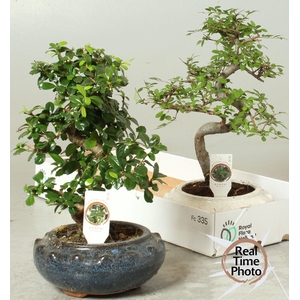 BONSAI GEM