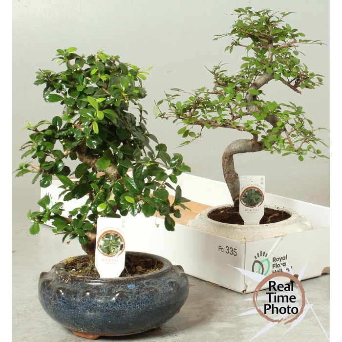 <h4>BONSAI GEM</h4>