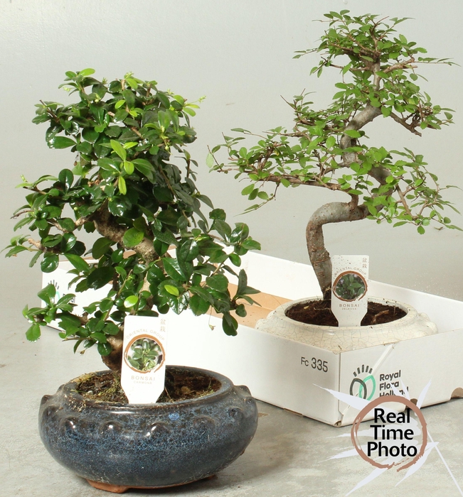 <h4>BONSAI GEM</h4>