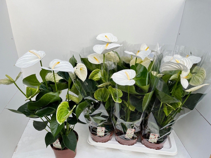 <h4>Anthurium Alpine</h4>