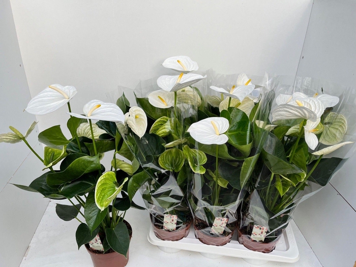 <h4>Anthurium Alpine</h4>
