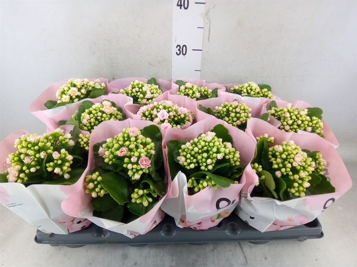 <h4>Kalanchoe   ...</h4>