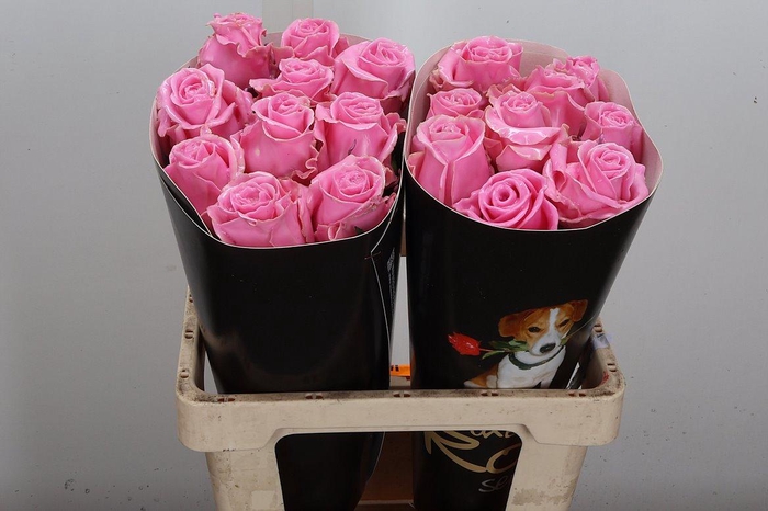 <h4>Wax-Rozen Wax Rose w7</h4>