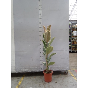 Ficus elastica 'Tineke'
