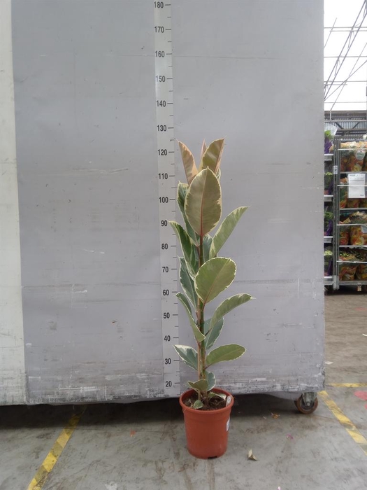 <h4>Ficus elastica 'Tineke'</h4>