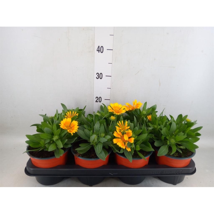 <h4>Gaillardia   ...</h4>