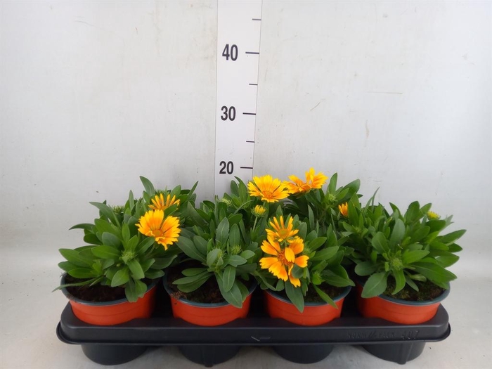 <h4>Gaillardia   ...</h4>