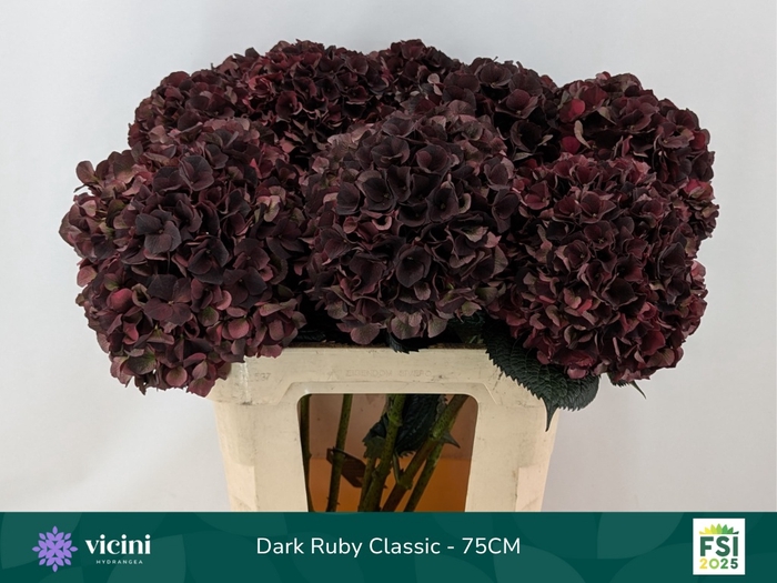 <h4>HYDR M MAG D RUBY CL</h4>