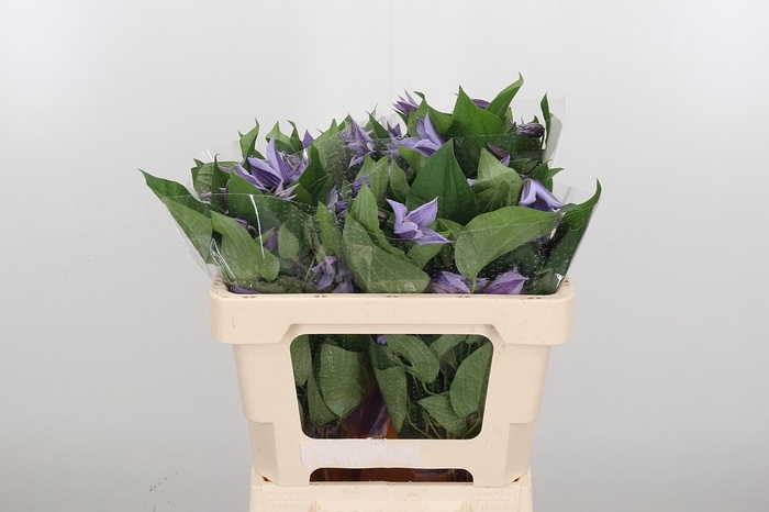 <h4>Clem Star River Lavendel</h4>