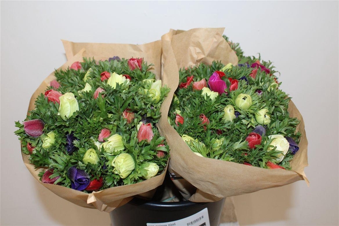 <h4>Anem Marianne Mixed</h4>