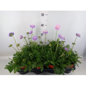 Scabiosa columb. 'Butterfly Blue'