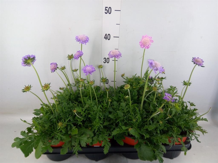 <h4>Scabiosa columb. 'Butterfly Blue'</h4>