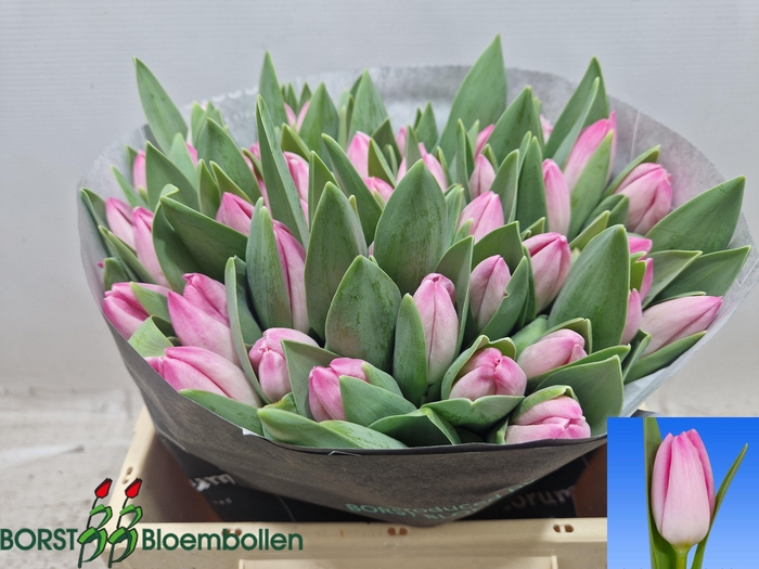 <h4>TU EN DUTCH BEAUTY</h4>