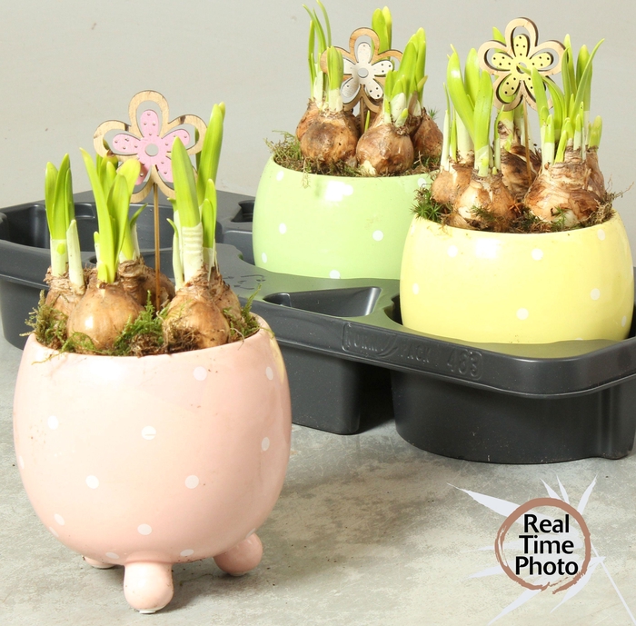 <h4>ARR NARCISSUS</h4>