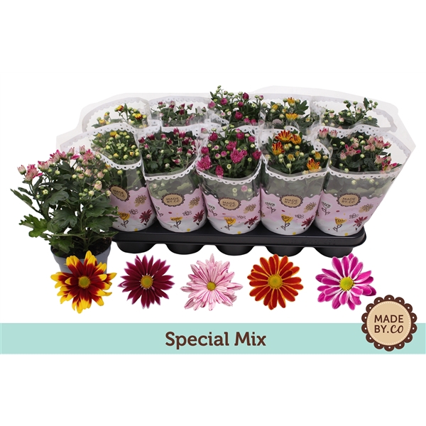 Chrysant Special Mix