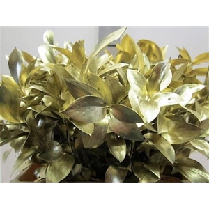 Ruscus G Goud