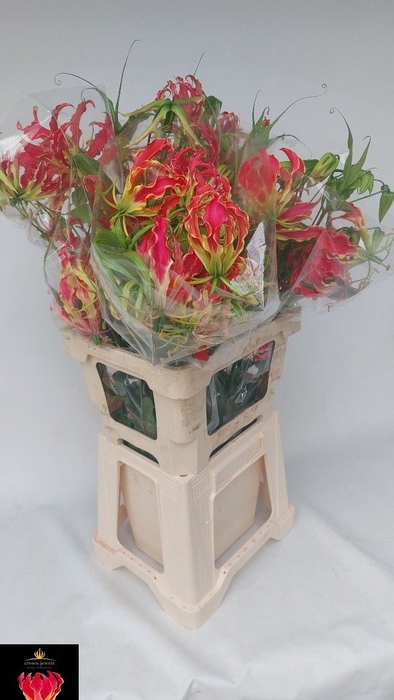 <h4>GLORIOSA EXOT ORANGE</h4>