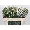 Aster White Gypsy