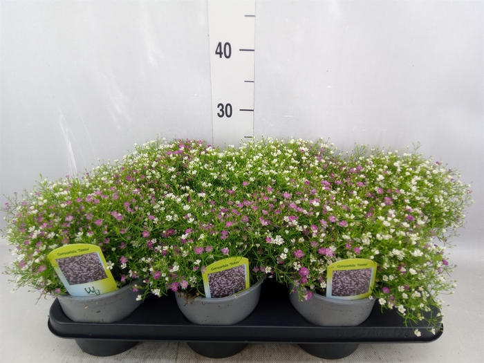 <h4>Gypsophila muralis   ...mix /pot</h4>