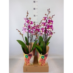 Phalaenopsis  'Ant Barcelona'