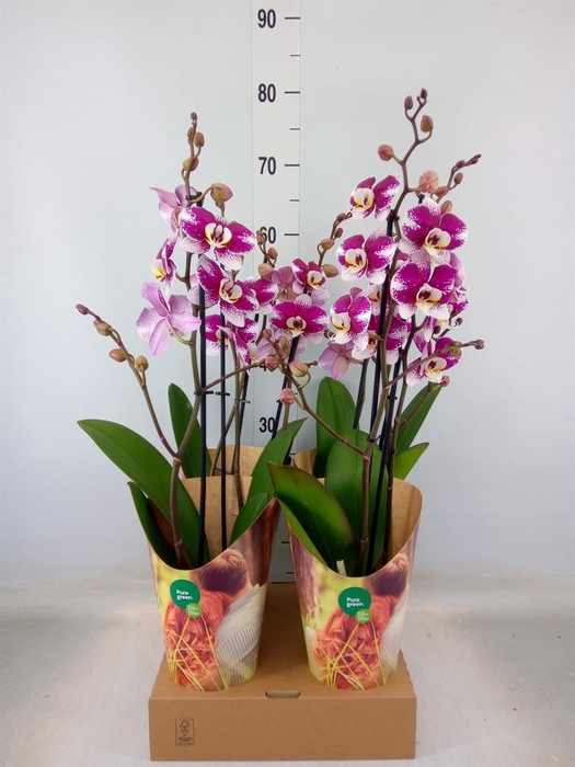 <h4>Phalaenopsis  'Ant Barcelona'</h4>