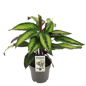 Calathea 14cm 'Beautystar (princeps)'