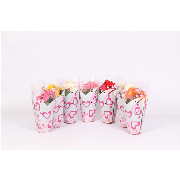 <h4>Gerbera Mix 2+ Hartjeshoes</h4>