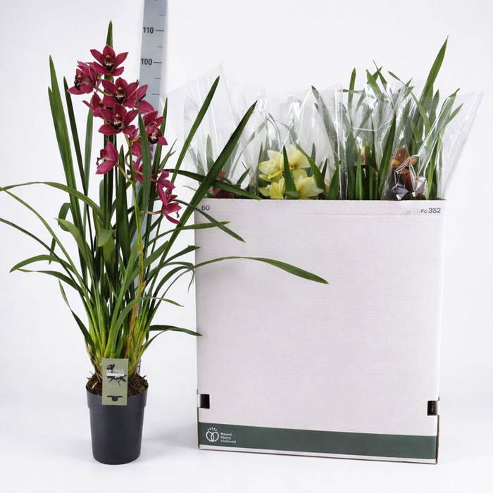 <h4>CYMB GEMENGD</h4>