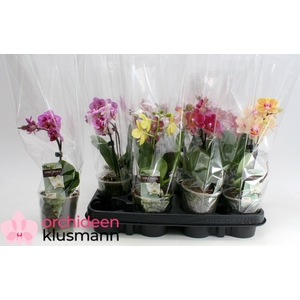 PHAL GEM