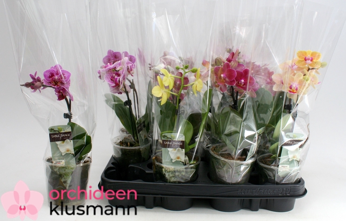 <h4>PHAL GEM</h4>