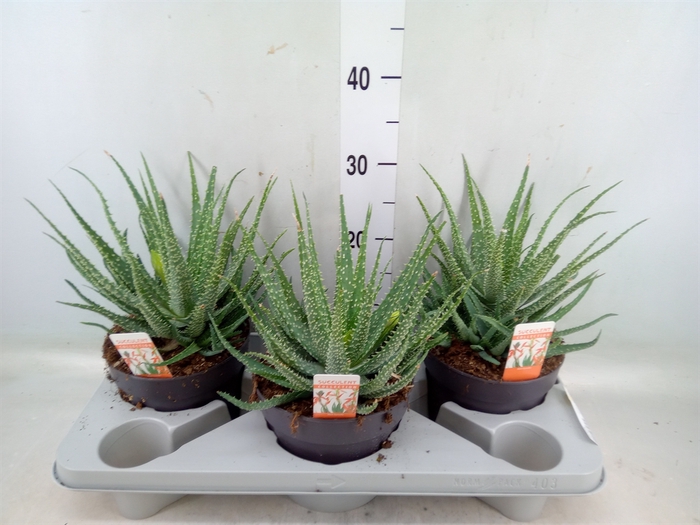 <h4>Aloe humilis</h4>