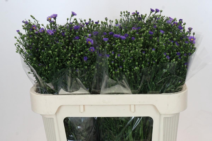 <h4>Aster Casamare</h4>