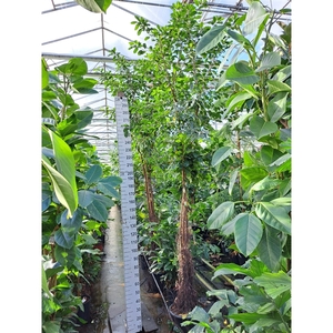 Ficus Natalensis Lynn multistam met luchtwortels