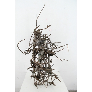 PEAR BRANCHE CONFERENCE (X5) 65/80CM