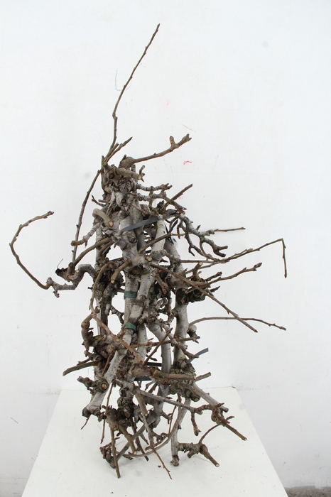 <h4>PEAR BRANCHE CONFERENCE (X5) 65/80CM</h4>