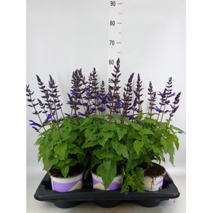 Salvia  'Salgoon Lake Blueberry'