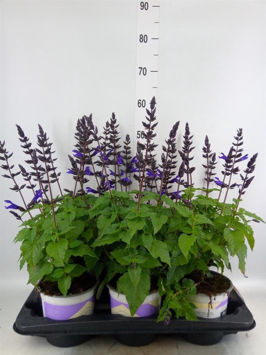 <h4>Salvia  'Salgoon Lake Blueberry'</h4>