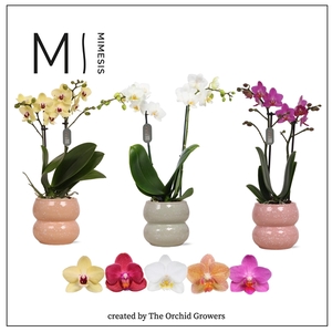 Mimesis Phal. Mix - 2 spike 9cm in Sophie ceramic