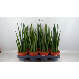 Sansevieria cyl. ...