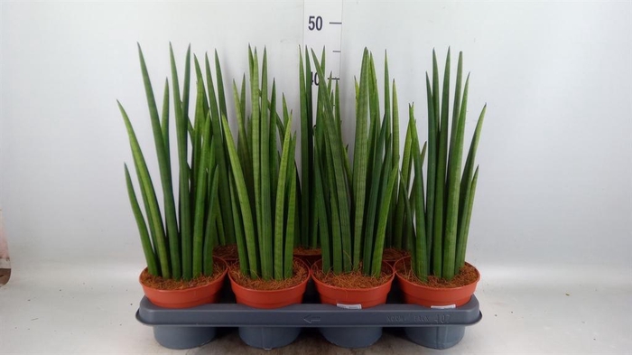 <h4>Sansevieria cyl. ...</h4>