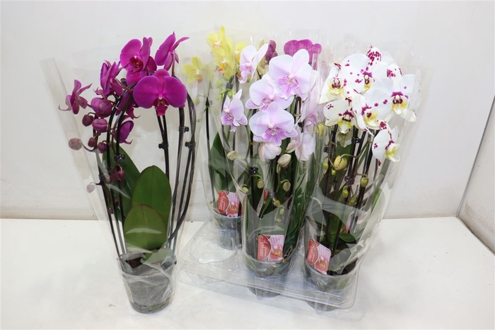 <h4>Phal El Cascade</h4>