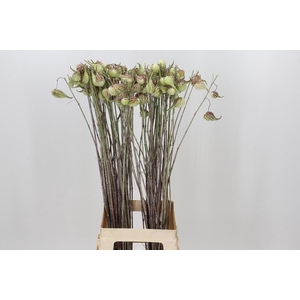 Asclepias Syriaca