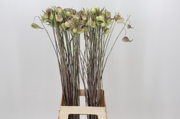 <h4>Asclepias Syriaca</h4>