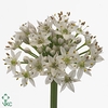 ALLIUM TUBEROSUM