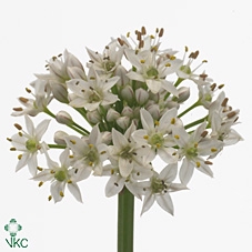 Allium Tuberosum (wit)