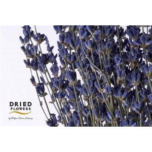 Dried Lavendel Bos