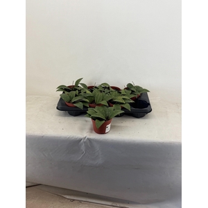 HOYA OV