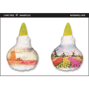 A.BULB of Art - 36cm Windmill Mix