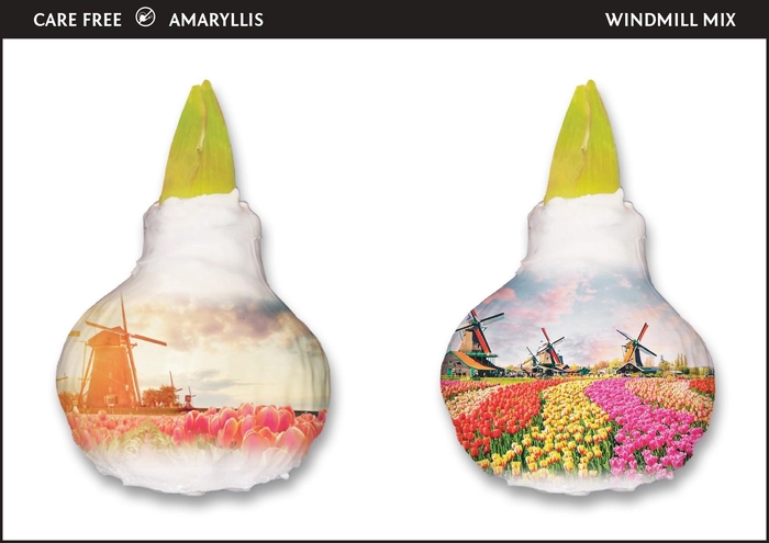 <h4>A.BULB of Art - 36cm Windmill Mix</h4>